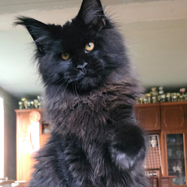 Eddi Maine Coon male, black