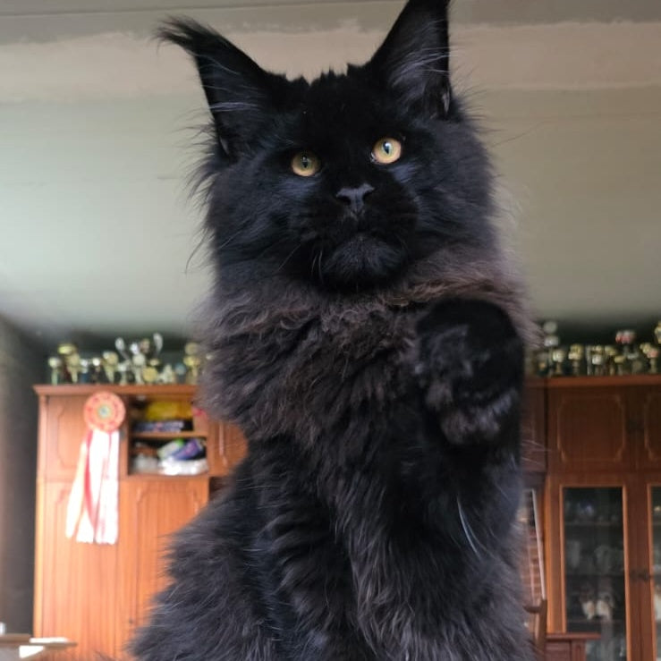 Eddi Maine Coon male, black