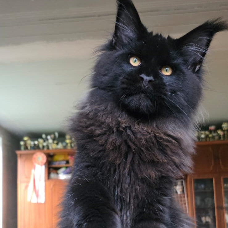 Eddi Maine Coon male, black