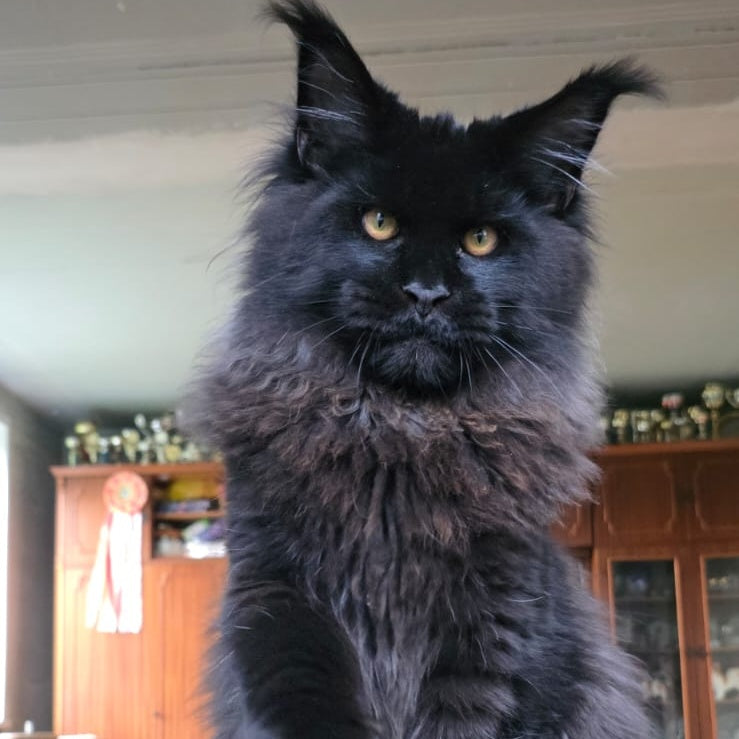 Eddi Maine Coon male, black