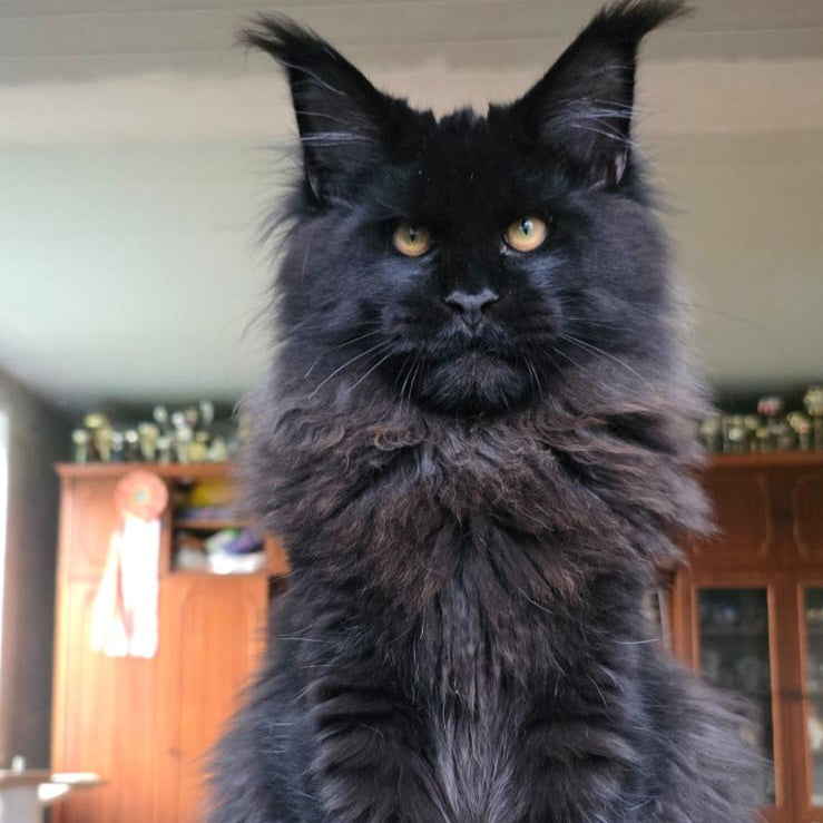 Eddi Maine Coon male, black