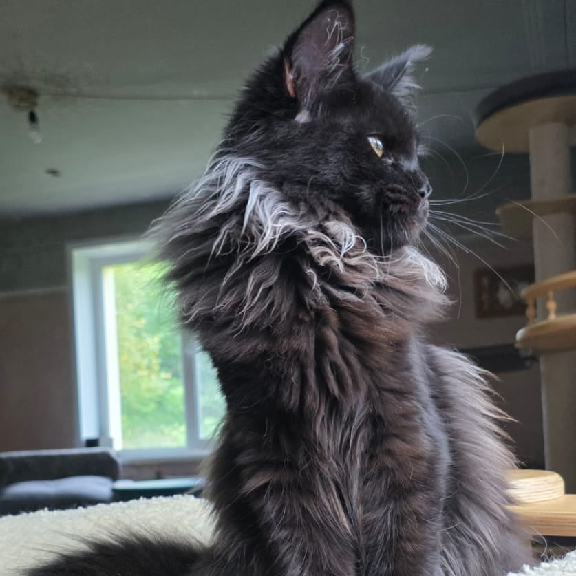 Elba Maine Coon female, black