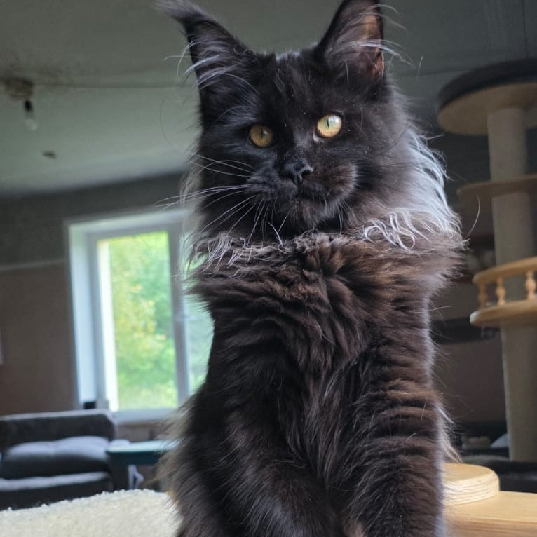 Elba Maine Coon female, black