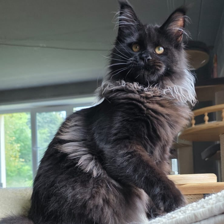 Elba Maine Coon female, black