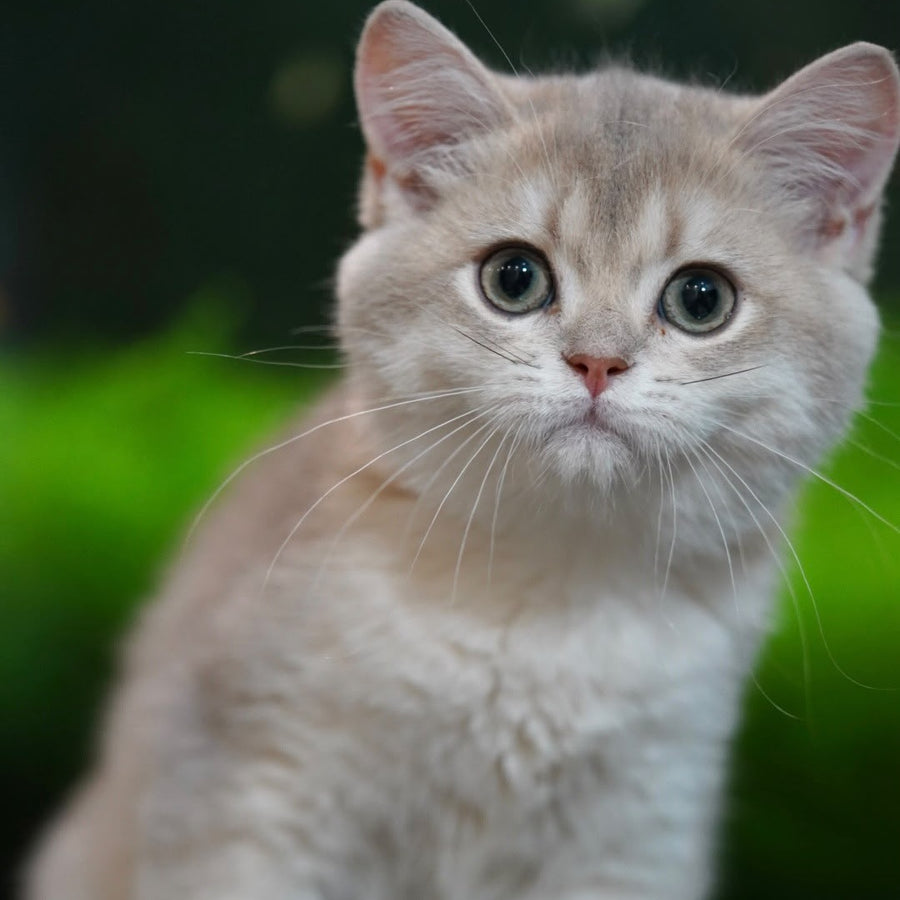 Diana British Shorthair female, blue golden shaded