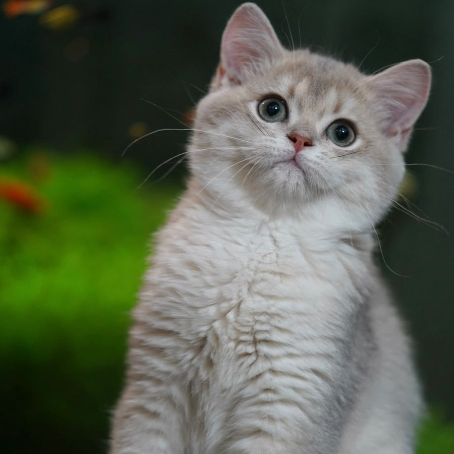 Diana British Shorthair female, blue golden shaded
