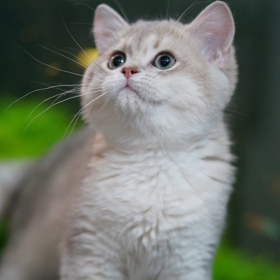 Diana British Shorthair female, blue golden shaded