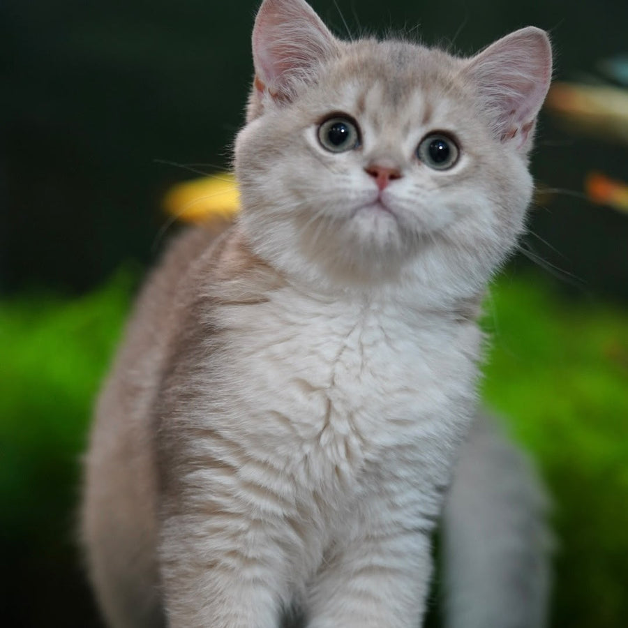 Diana British Shorthair female, blue golden shaded