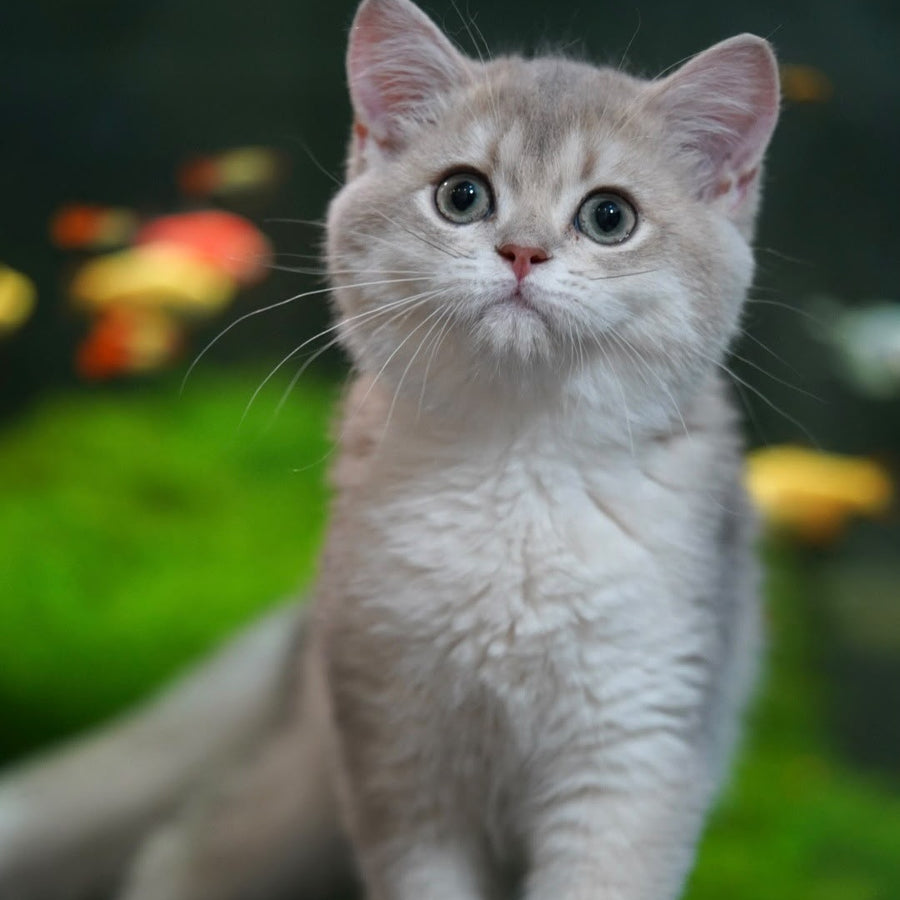 Diana British Shorthair female, blue golden shaded