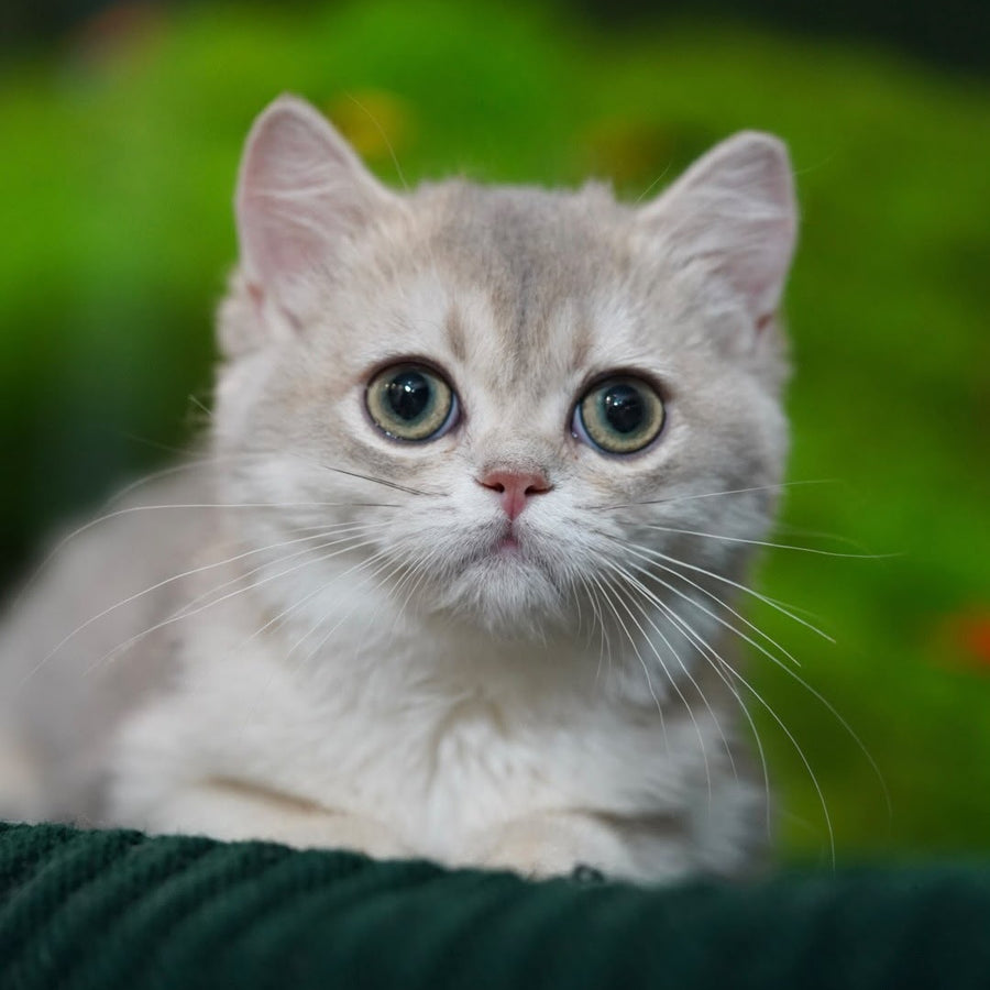 Demi British Shorthair female, blue golden shaded
