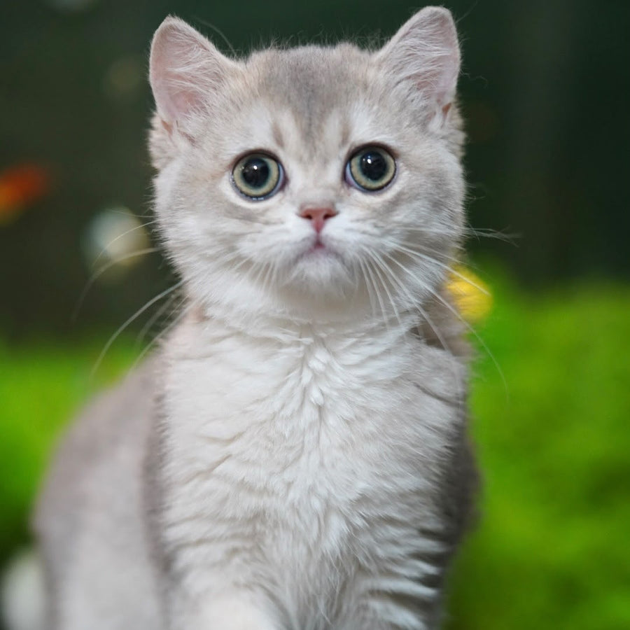 Demi British Shorthair female, blue golden shaded