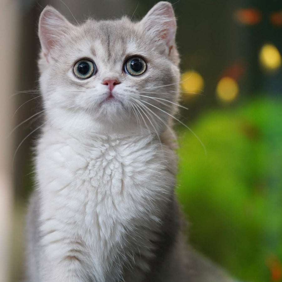 Demi British Shorthair female, blue golden shaded