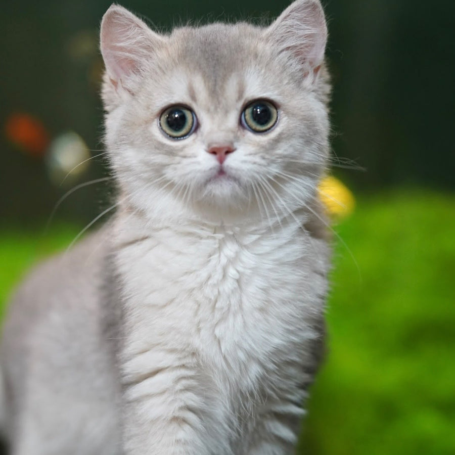 Demi British Shorthair female, blue golden shaded