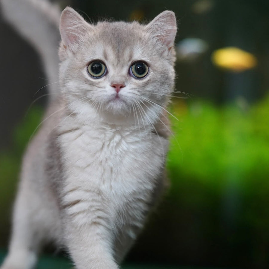 Demi British Shorthair female, blue golden shaded