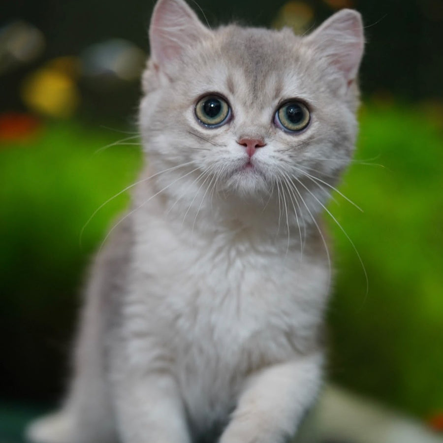 Demi British Shorthair female, blue golden shaded