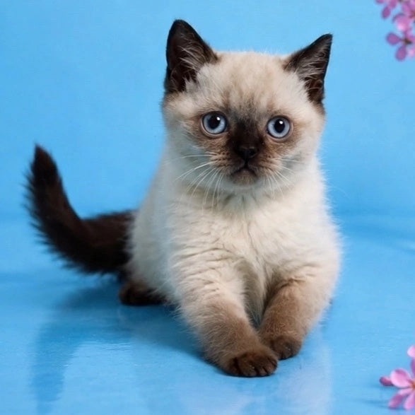 Enigma British Shorthair female, chocolate pointed