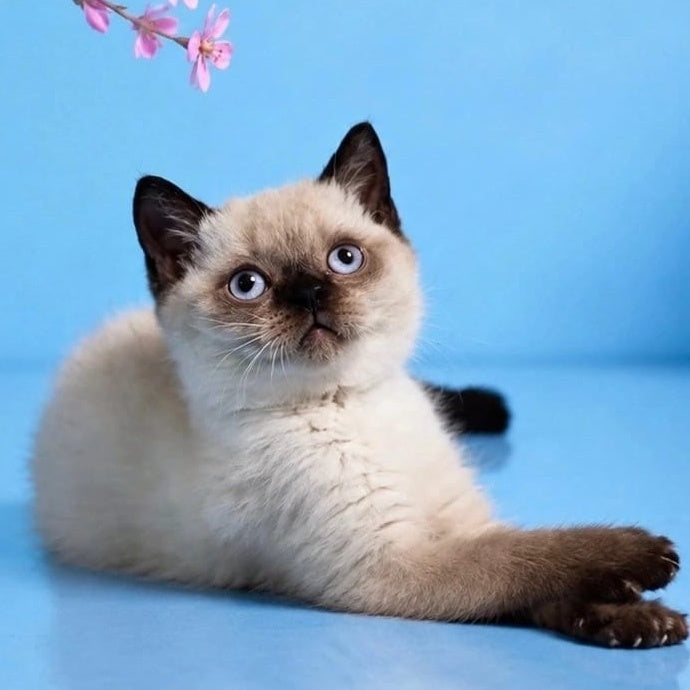 Enigma British Shorthair female, chocolate pointed