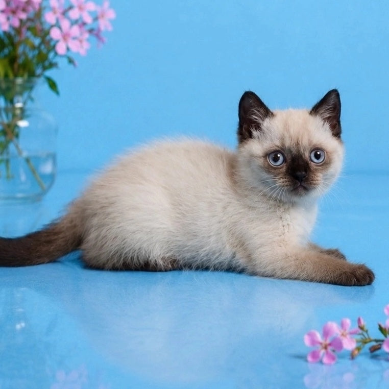 Enigma British Shorthair female, chocolate pointed