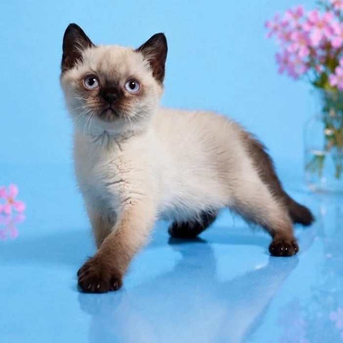 Enigma British Shorthair female, chocolate pointed