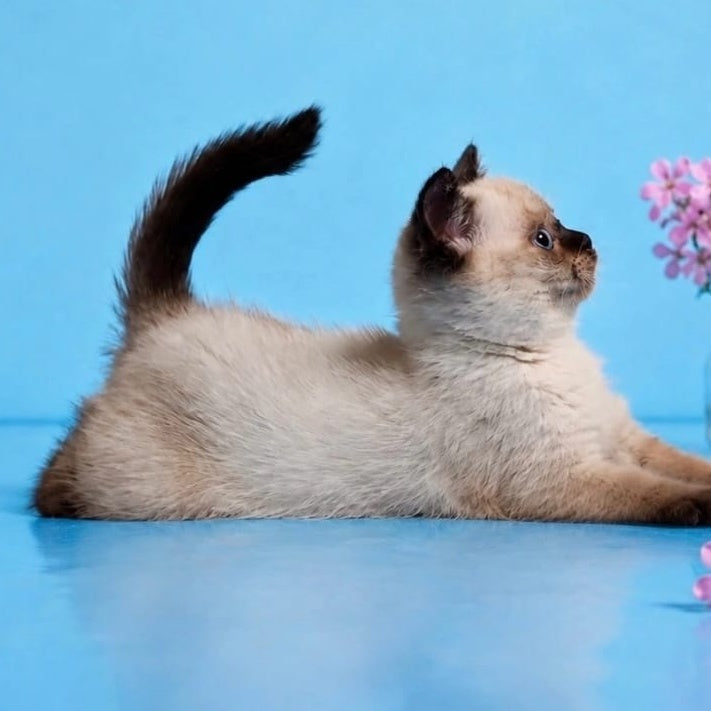 Enigma British Shorthair female, chocolate pointed