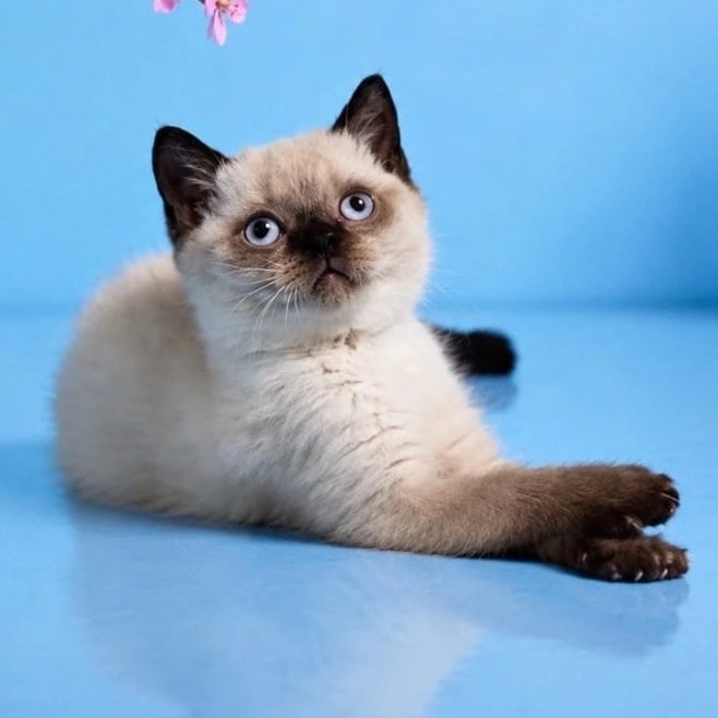 Enigma British Shorthair female, chocolate pointed