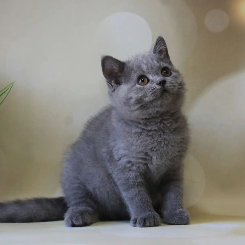 Zeya British Shorthair female, blue