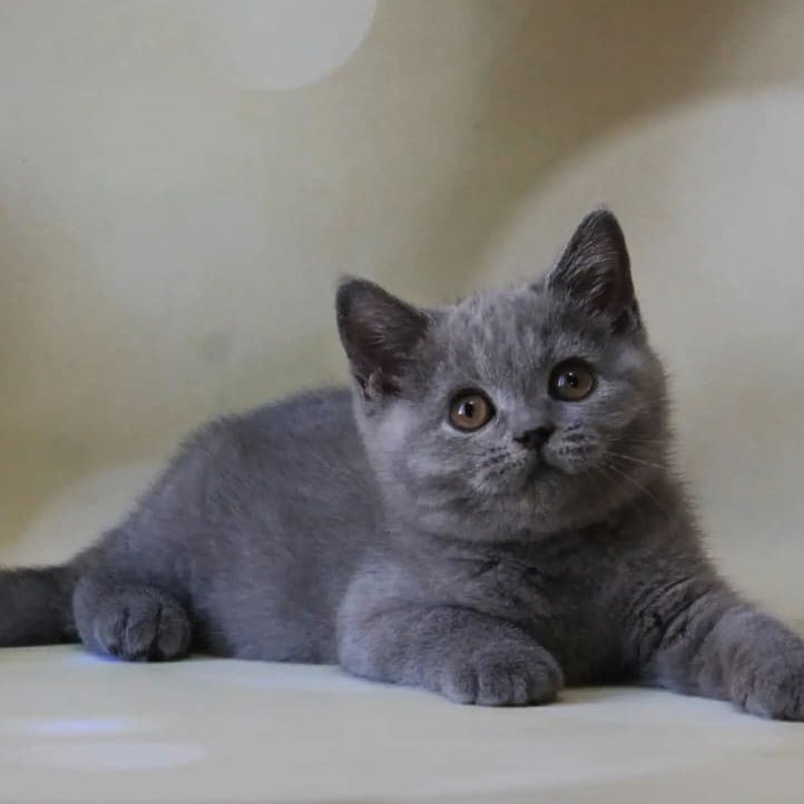 Zeya British Shorthair female, blue