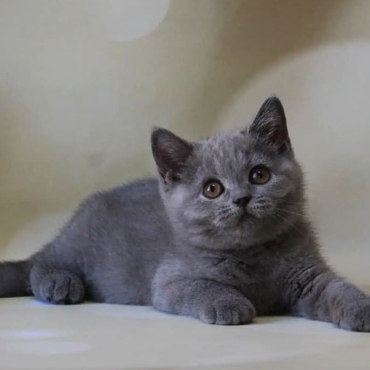 Zeya British Shorthair female, blue