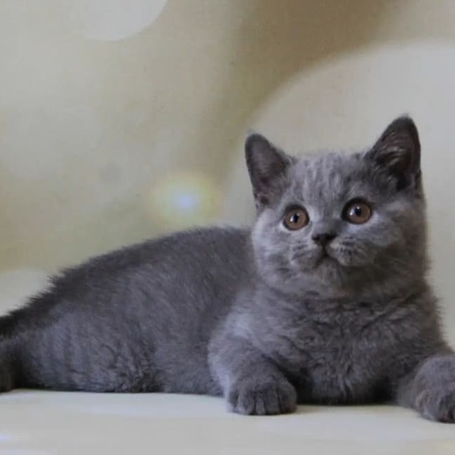 Zeya British Shorthair female, blue