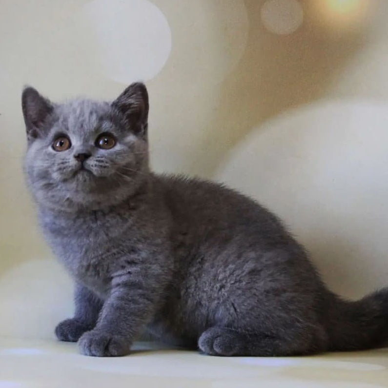 Zeya British Shorthair female, blue