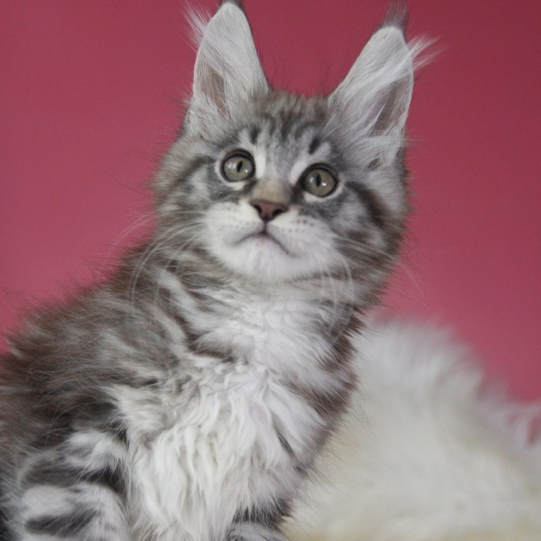 Larchik Maine Coon male, blue silver tabby