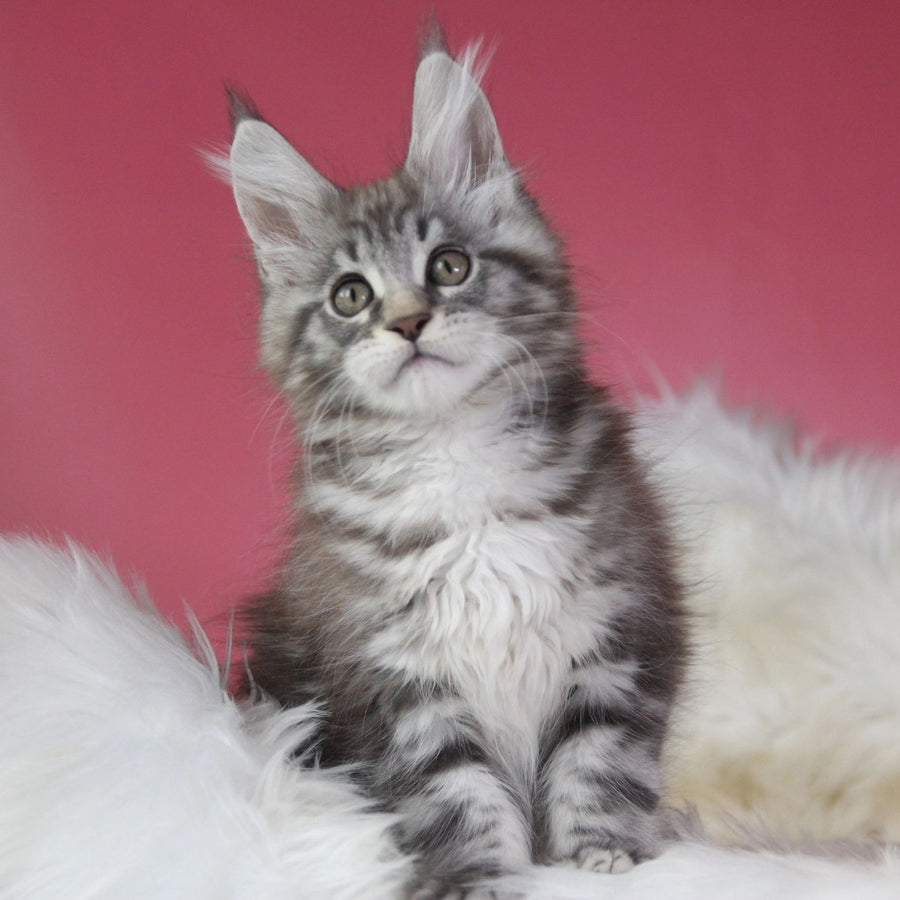 Larchik Maine Coon male, blue silver tabby