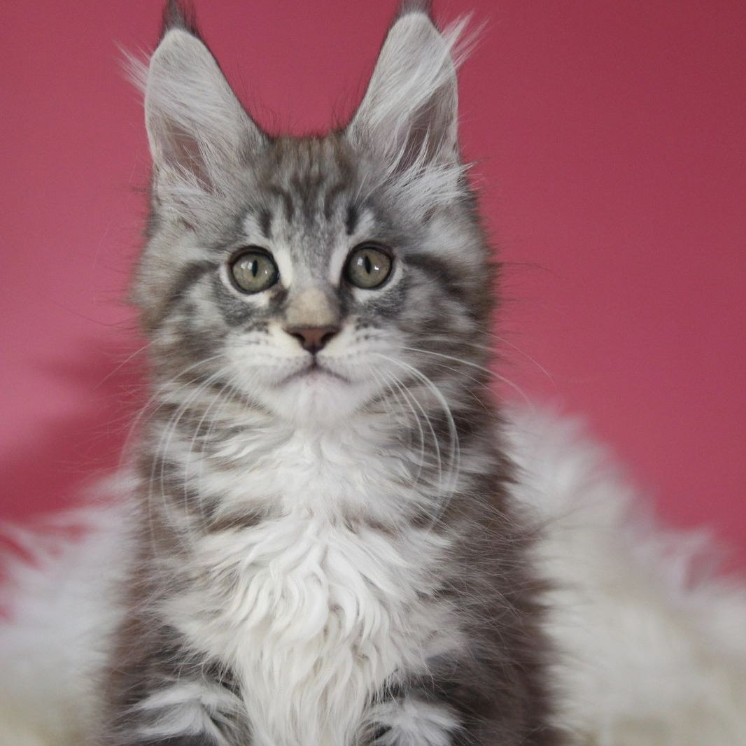 Larchik Maine Coon male, blue silver tabby
