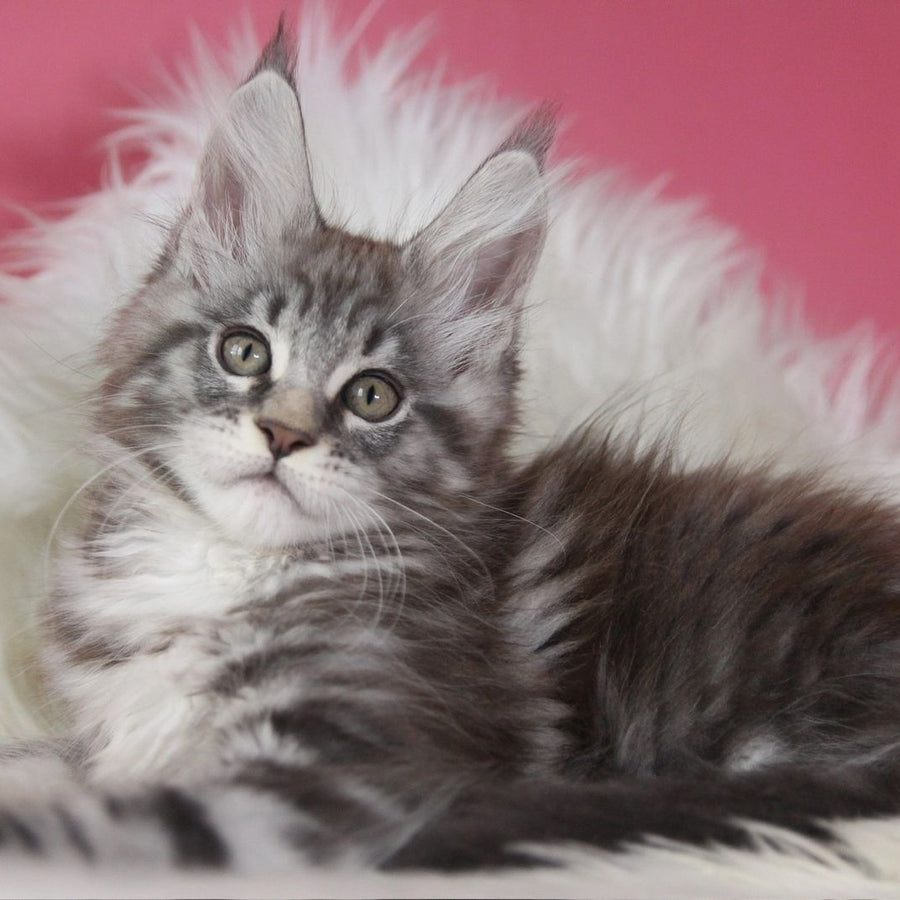 Larchik Maine Coon male, blue silver tabby