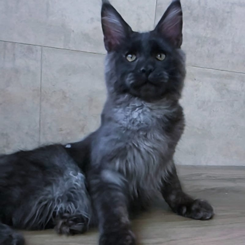 Platon Maine Coon male, black silver
