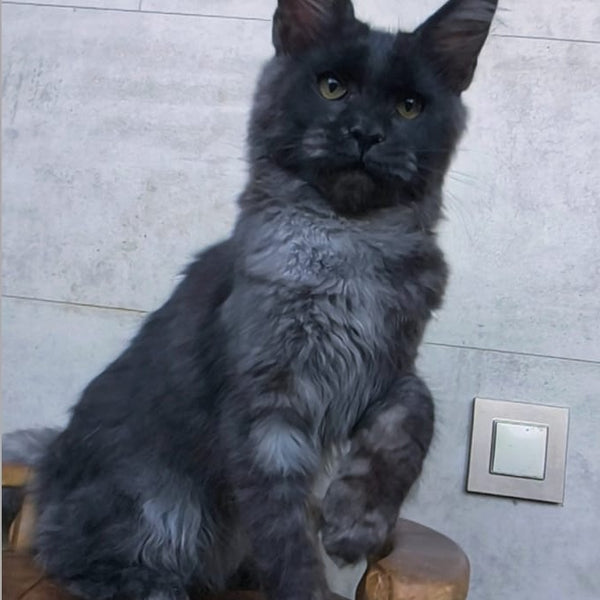 Platon Maine Coon male, black silver