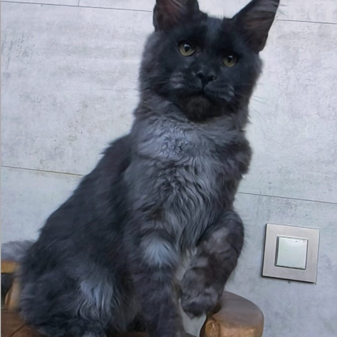 Platon Maine Coon male, black silver
