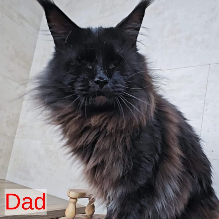 Paladin Maine Coon male, black