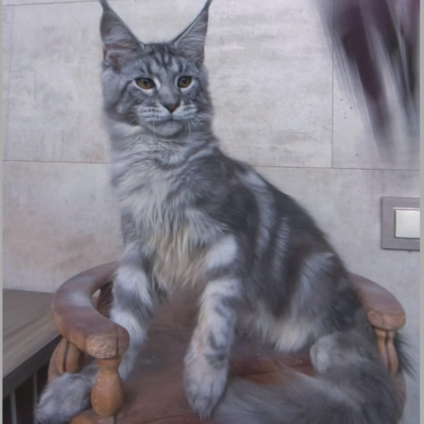 Pascal Maine Coon male, blue silver tabby