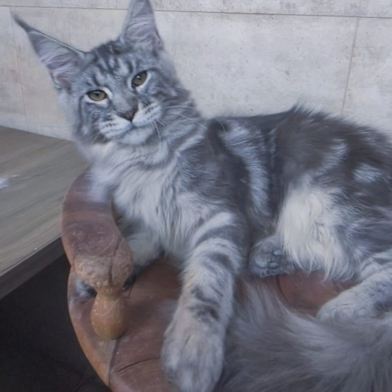 Pascal Maine Coon male, blue silver tabby