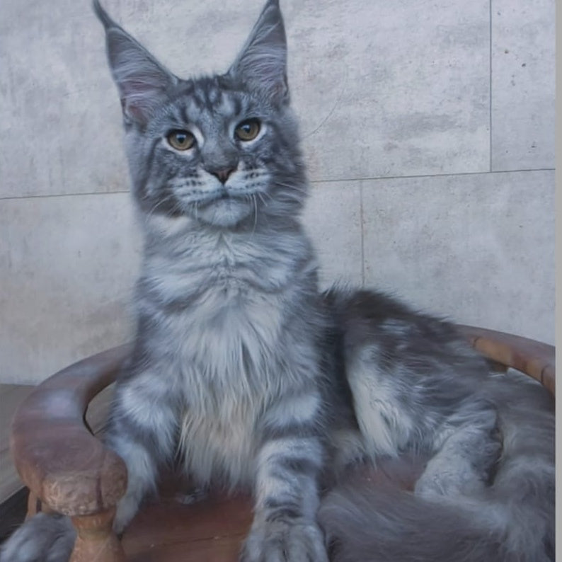Pascal Maine Coon male, blue silver tabby