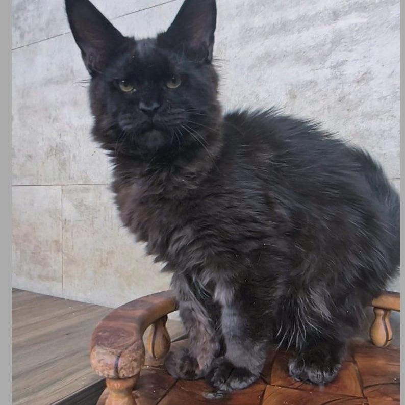 Paladin Maine Coon male, black