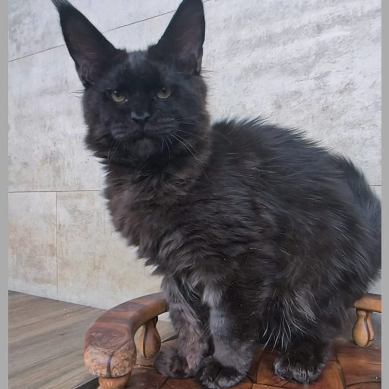 Paladin Maine Coon male, black