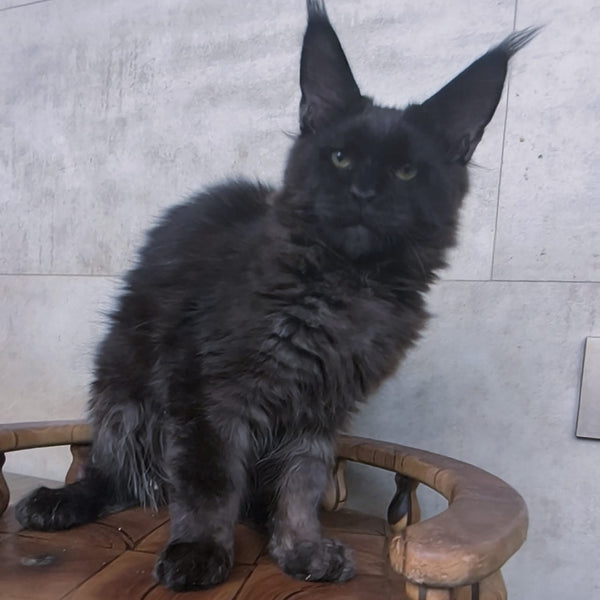 Paladin Maine Coon male, black