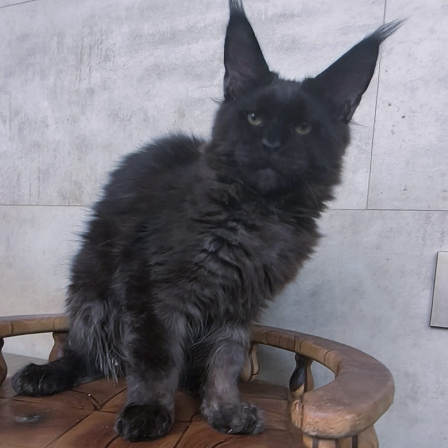 Paladin Maine Coon male, black
