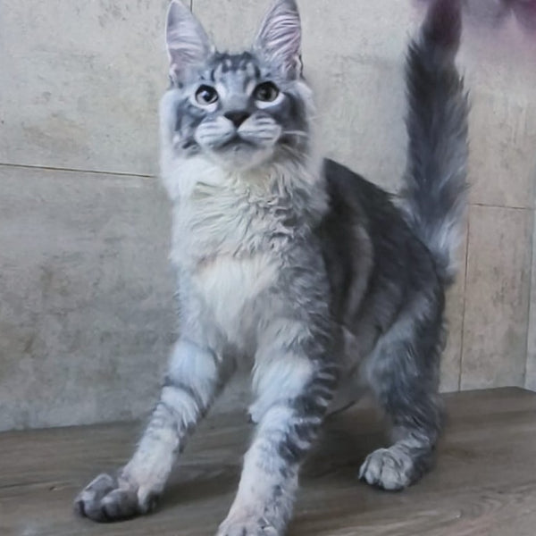 Pоlo Maine Coon male, blue silver ticked tabby