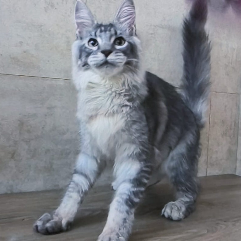 Pоlo Maine Coon male, blue silver ticked tabby