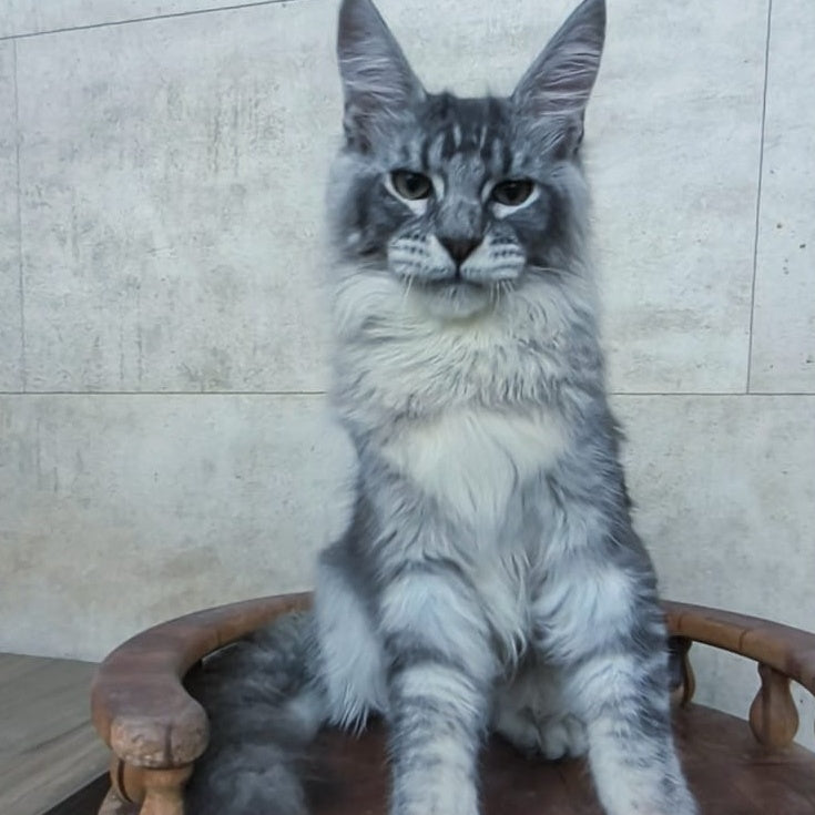 Pоlo Maine Coon male, blue silver ticked tabby