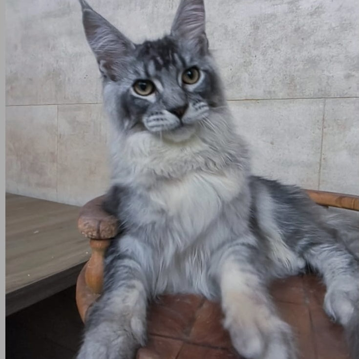 Pоlo Maine Coon male, blue silver ticked tabby