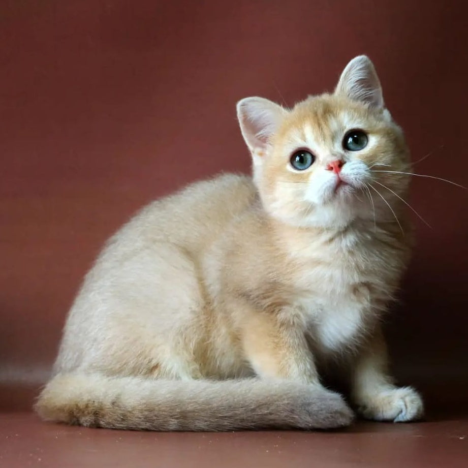 Joy British Shorthair male, lilac golden chinchilla